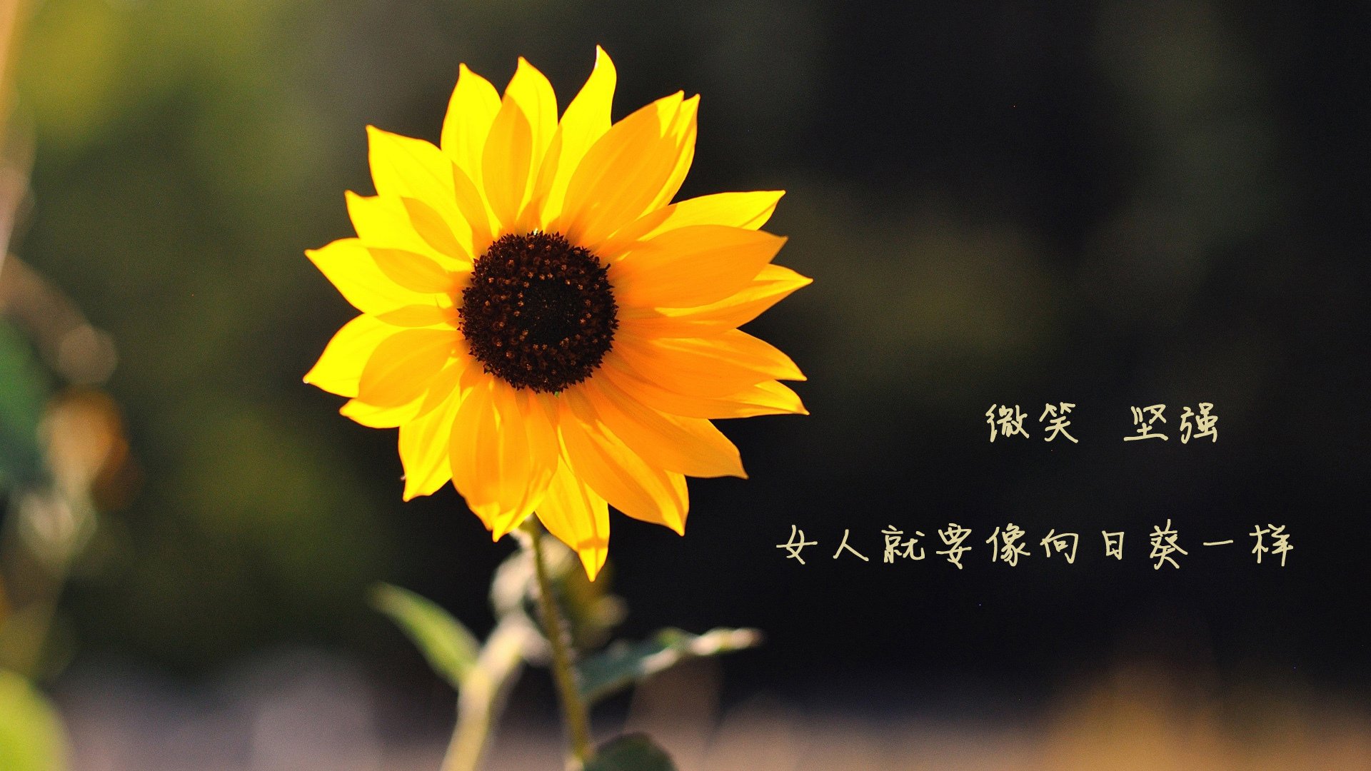 米兰体育网址-传统豪门的崛起:曾经的超级球队逐步复苏,豪门超级联赛