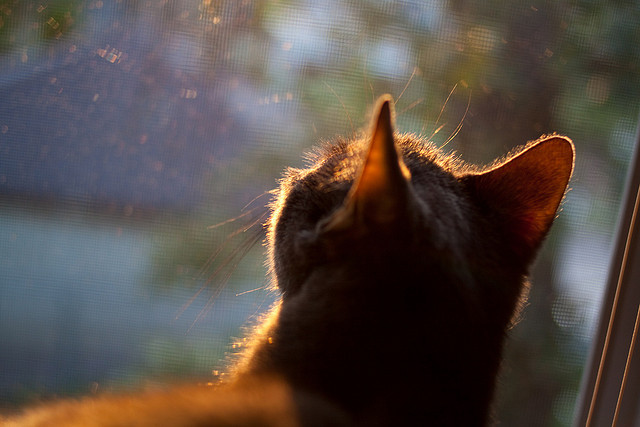 米兰体育登录-体育直播平台用户互动行为数据分析报告,互动直播体育怎么看